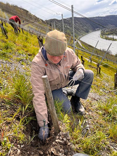 Reife Riesling-Weintrauben am Weinstock in Enkirch an der Mosel