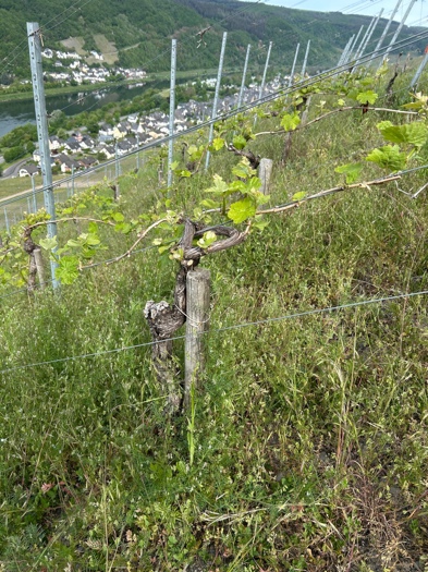 Frischer Austrieb und Blütenansätze der jungen Riesling-Stöcke
