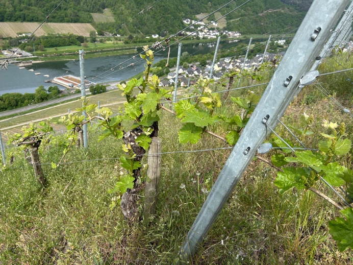 Blick über die Weinbergreihen und das Moseltal im Frühjahr