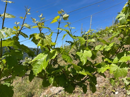 Ausbrechen überzähliger Triebe am Rebstock für optimale Belüftung