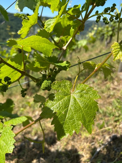 Gepflegter Riesling-Rebstock mit kräftigen Fruchttrieben
