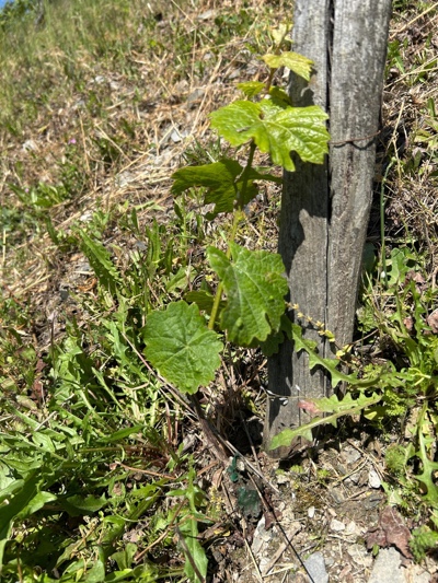 Nahaufnahme der Gescheine und Blütenansätze am Rebholz