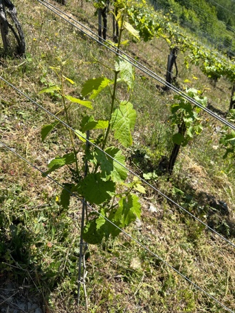 Handarbeit im Weinberg: Selektives Entfernen von Doppeltrieben
