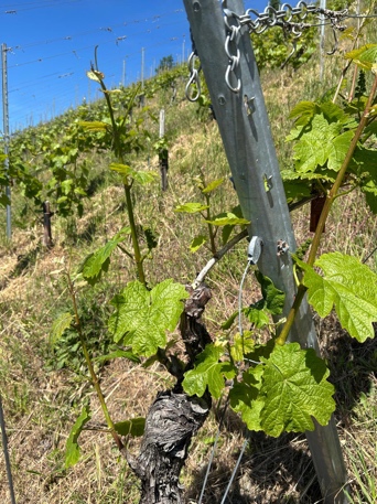 Vitaler Rebstock nach der Laubarbeit in der Steillage