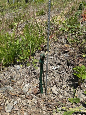 Ausgebrochene Triebe zur Qualitätssteigerung der Rieslingtrauben