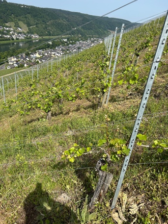 Vorbereitung der Reben für das Heften in den Drahtrahmen