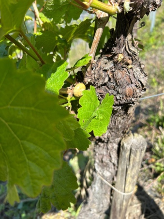 Sonnendurchflutete Rebenzeile im Weinberg Oina Mosea Enkirch