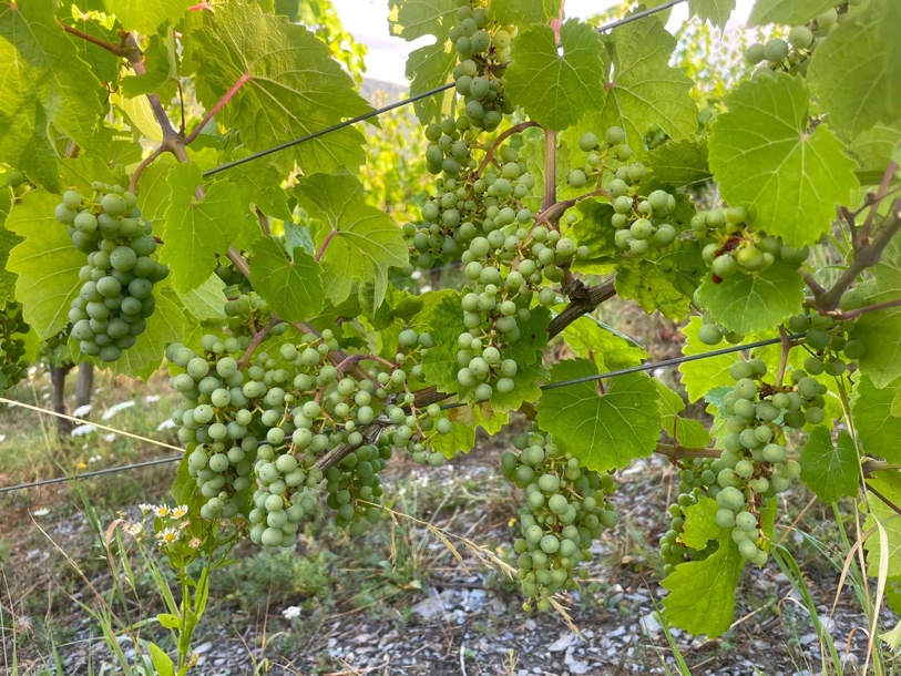 Vielversprechender Behang der Reben im Mosel-Weinberg Oina Mosea