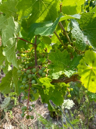 Entwicklung der jungen Rieslingpflanzen bei sommerlicher Trockenheit