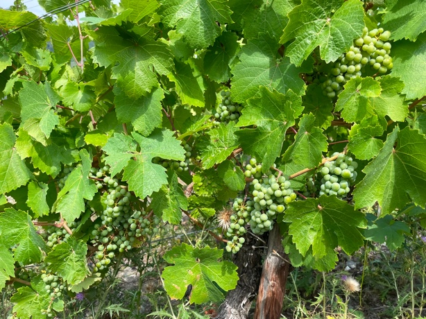 Lockerbeerige Rieslingtrauben für gesunde Fruchtreife an der Mosel