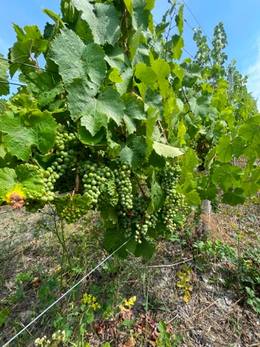 Reifende Rieslingtrauben im Spätsommer bei Oina Mosea