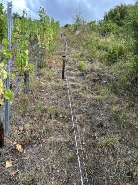 Ertragsstarke Riesling-Trauben im Weinberg Oina Mosea vor der Ernte